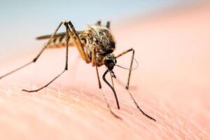 Защищаемся от комаров и клещей с Lifesystems (укр.)